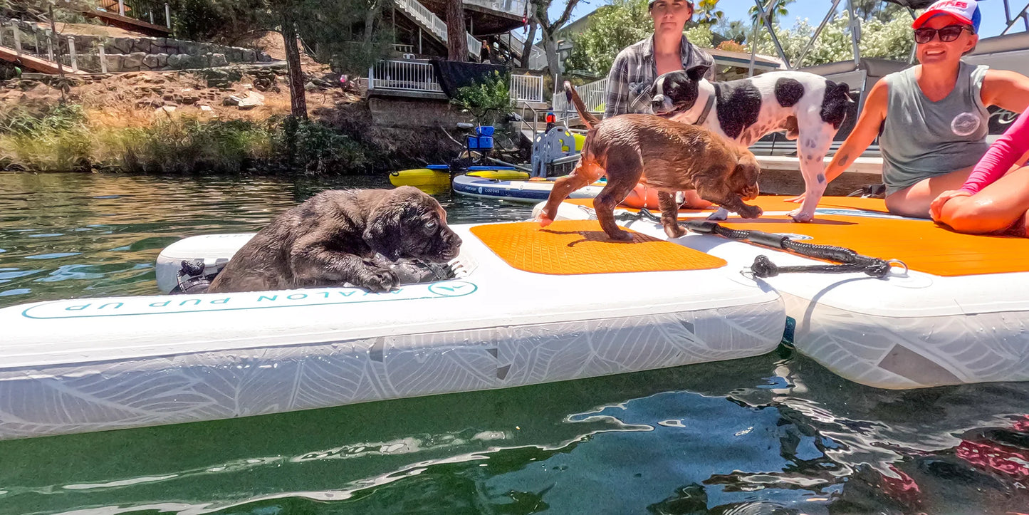 FC Avalon Pup Up - Dog Ramp & Dock